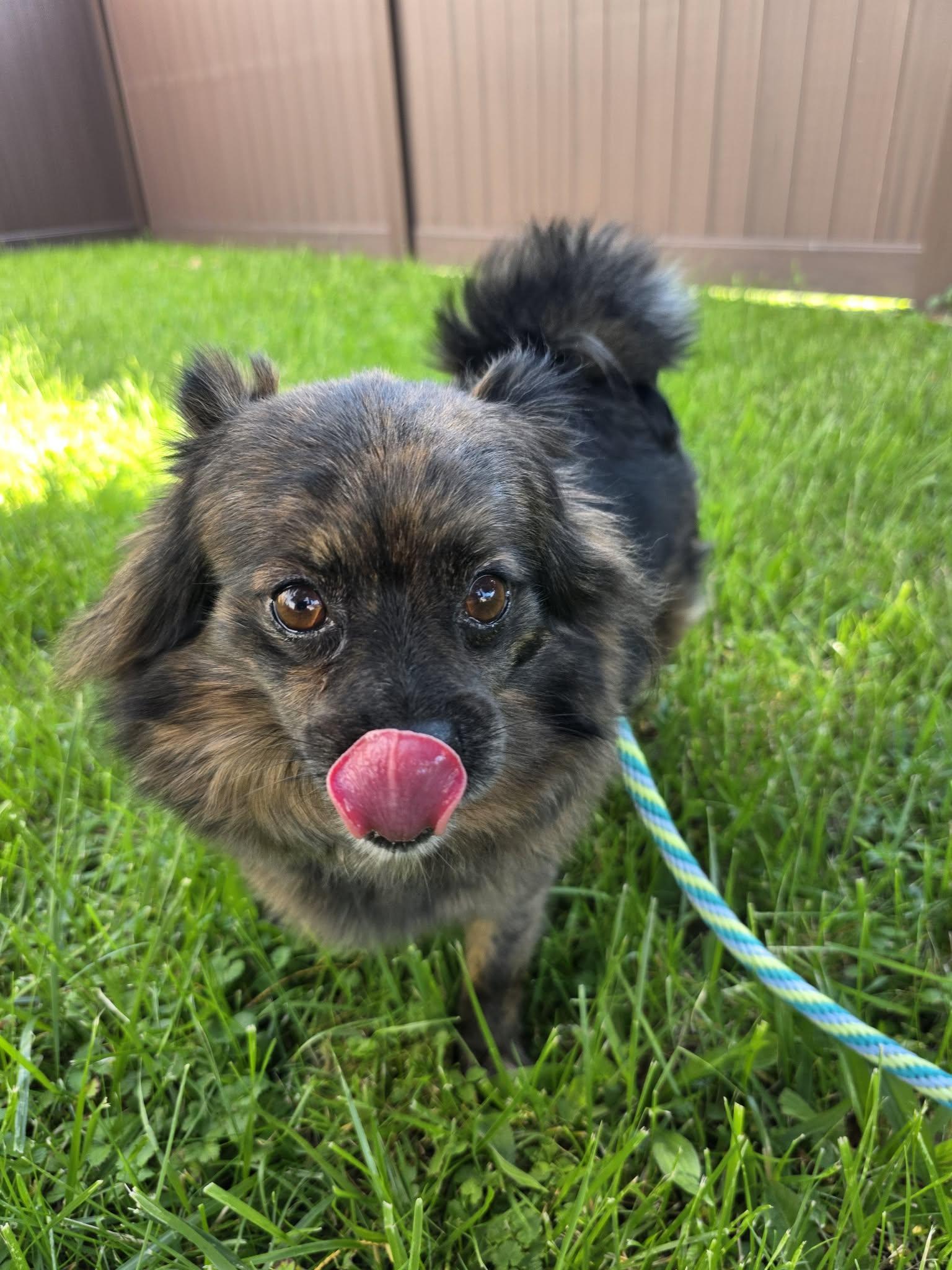 Enlarge Peaches, an adopted Pomeranian in Greensburg, PA image 5/6