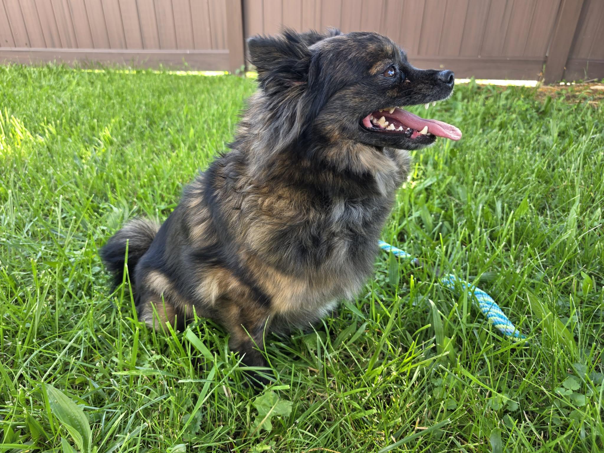 Enlarge Peaches, an adopted Pomeranian in Greensburg, PA image 6/6