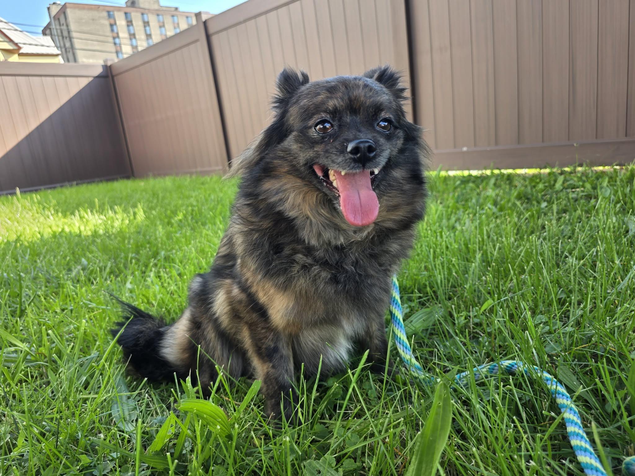 Enlarge Peaches, an adopted Pomeranian in Greensburg, PA image 1/6
