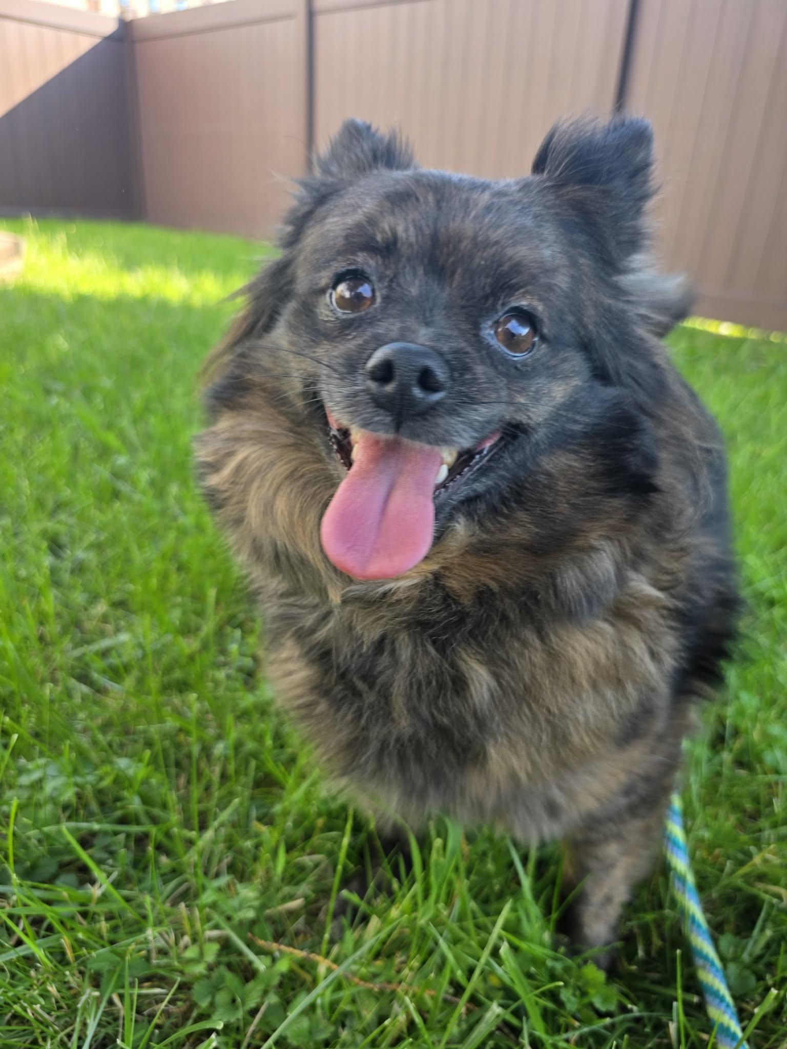 Enlarge Peaches, an adopted Pomeranian in Greensburg, PA image 2/6