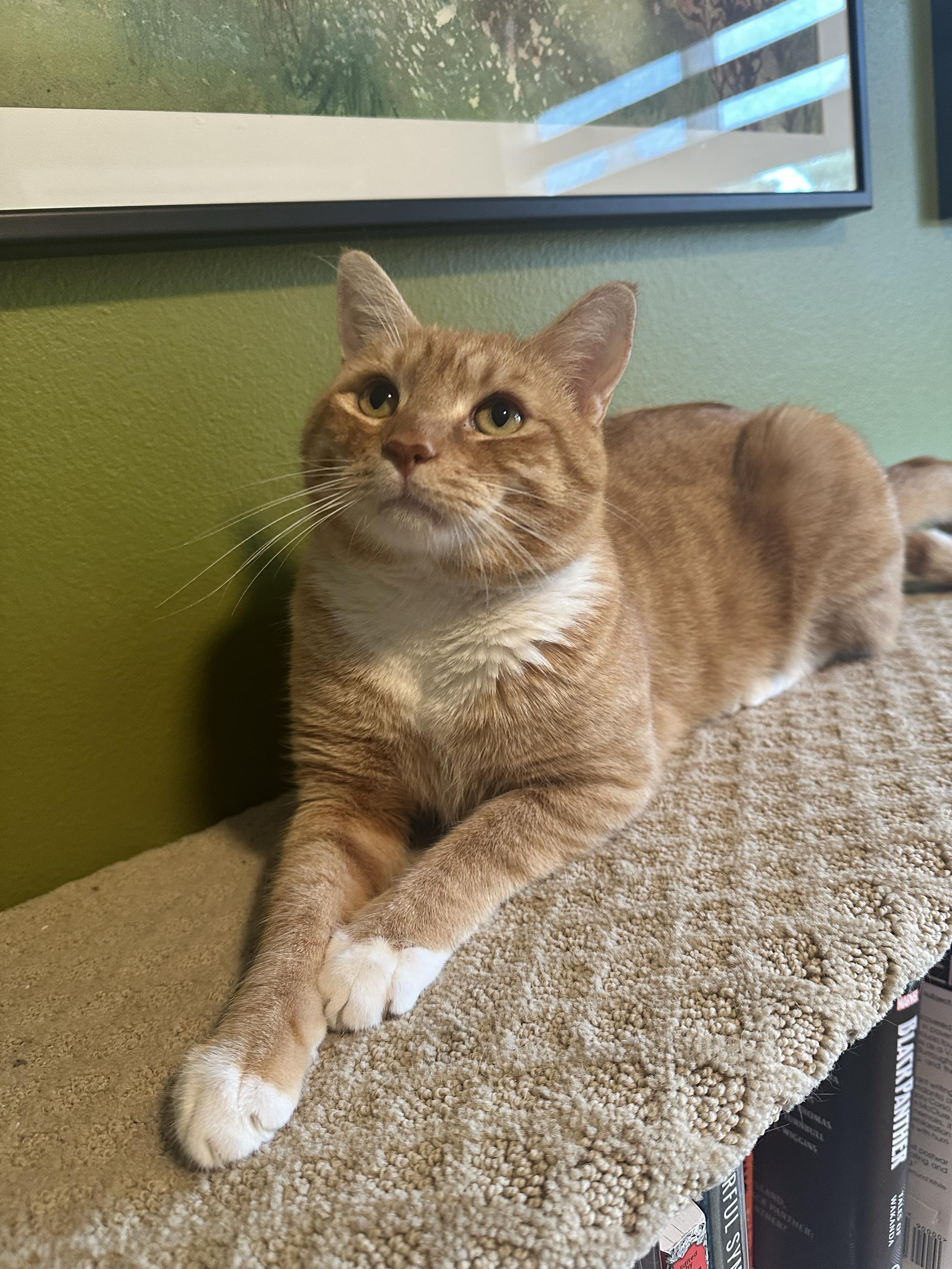 M’Lemonade, adoptable, Adult Male Domestic Short Hair.