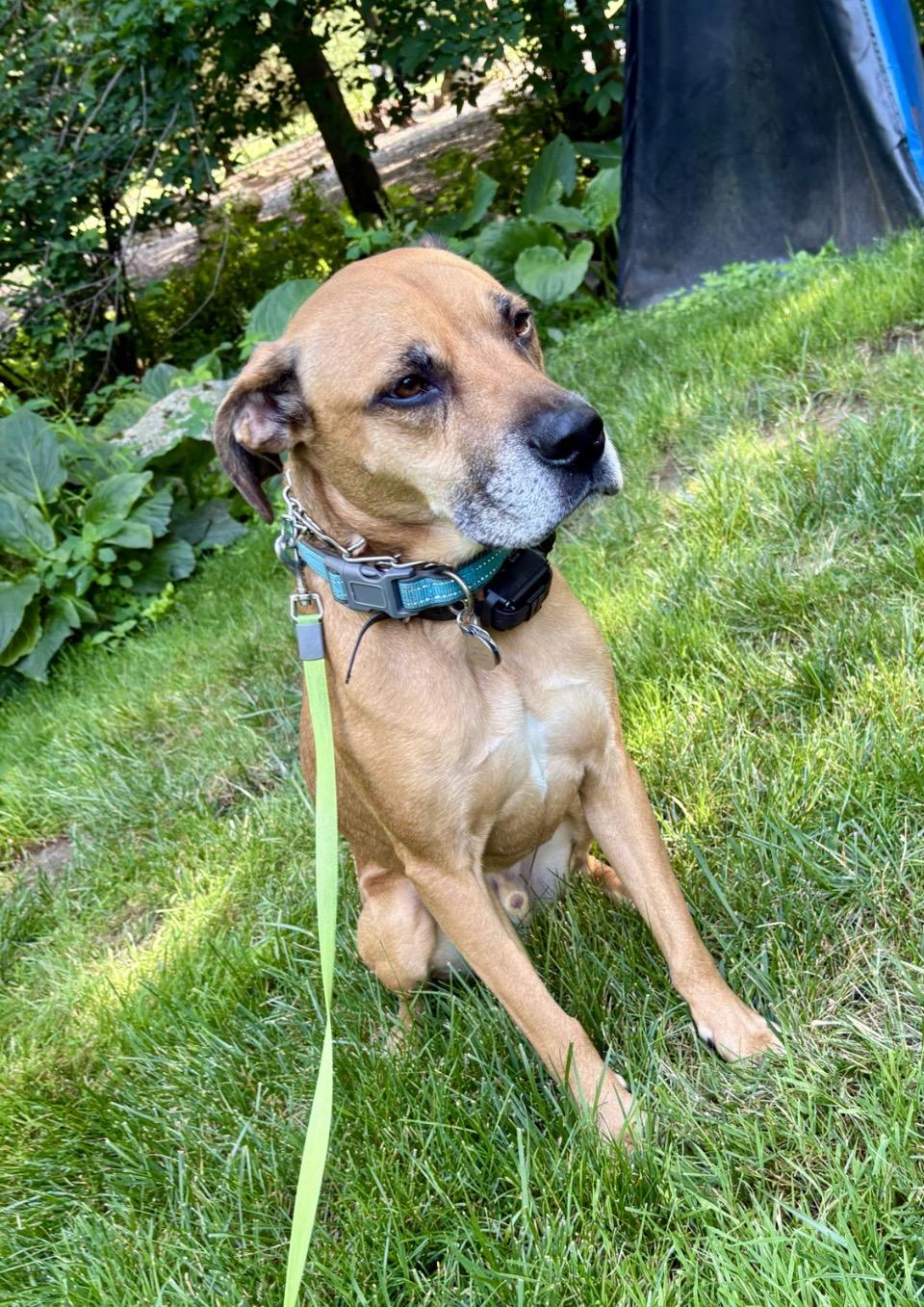 Ferguson, ADOPTABLE, Adult Male Rhodesian Ridgeback.
