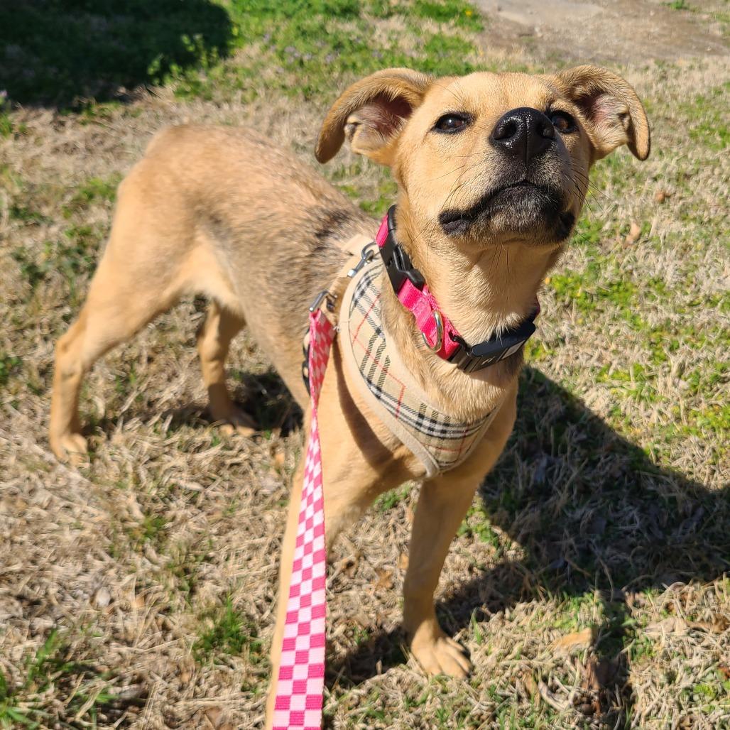 June, Adoptable, Young Female Hound.
