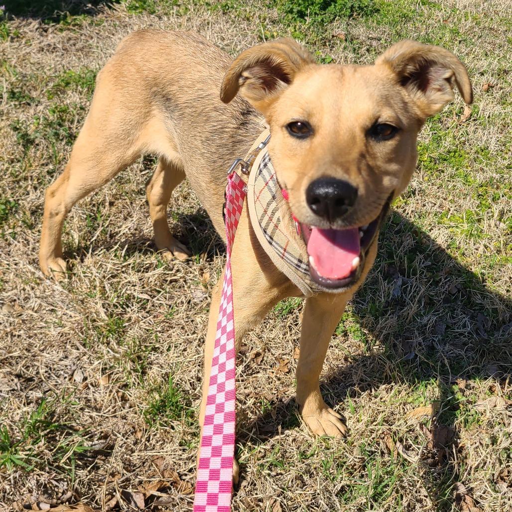 Enlarge June, a Adoptable mixed breed in Tulsa, OK image 2/3