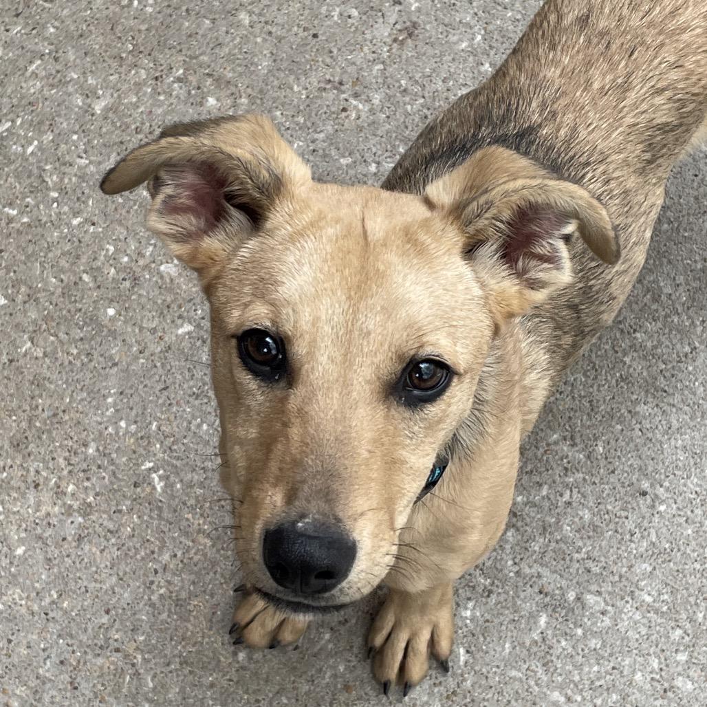 Enlarge June, a Adoptable mixed breed in Tulsa, OK image 3/3