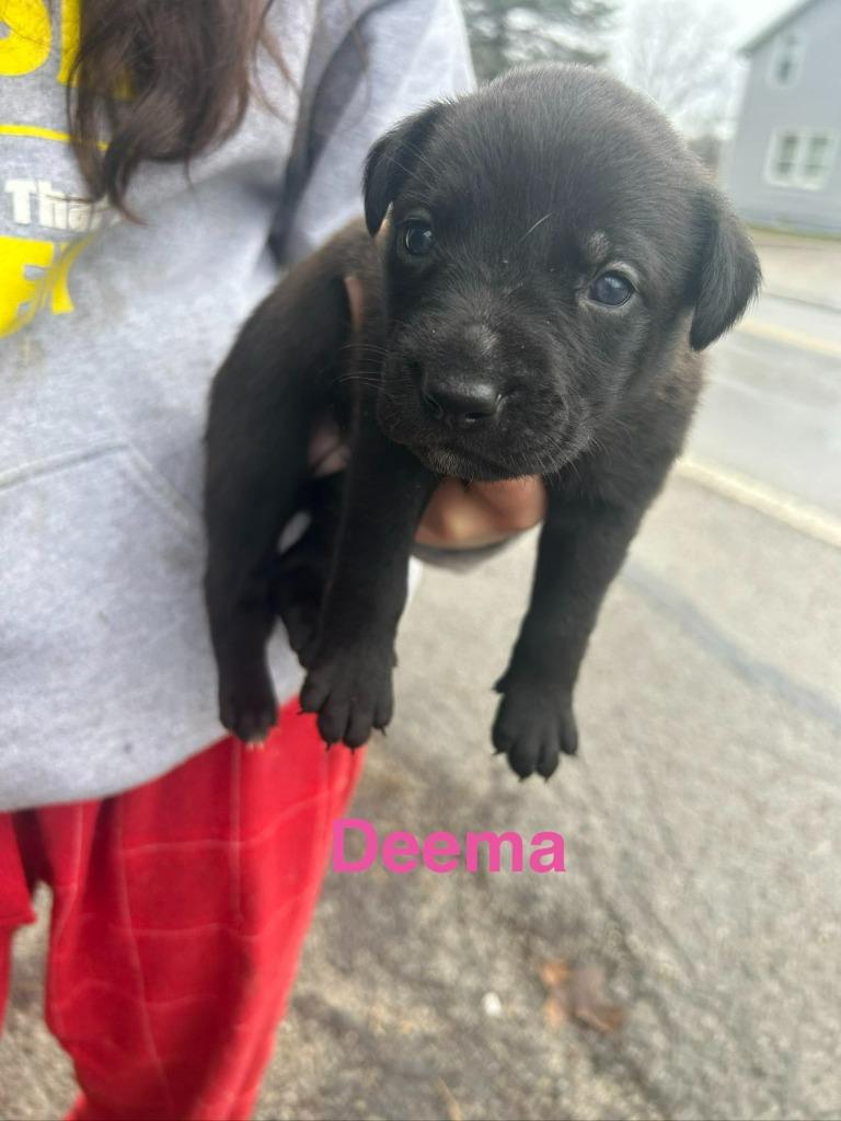 Enlarge Deema, a Adoptable mixed breed in Hillsboro, OH image 1/2