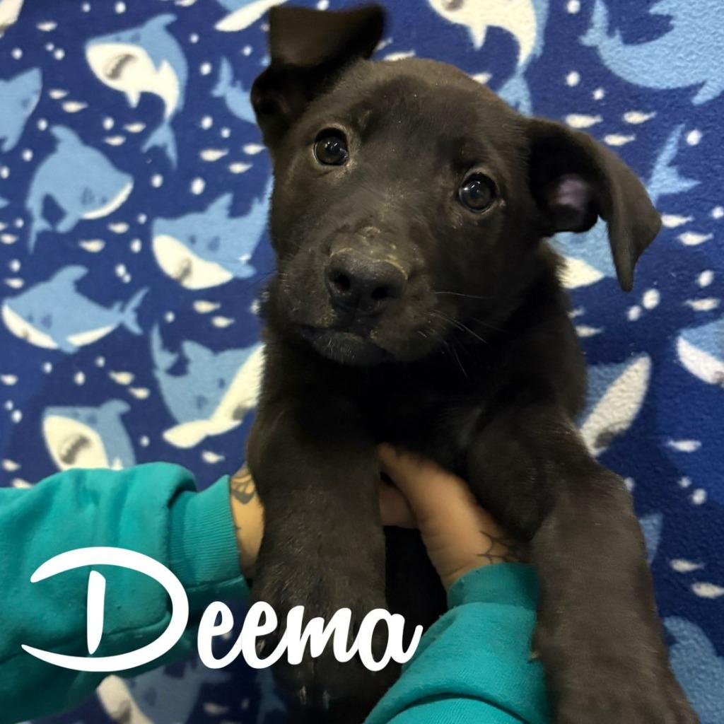 Enlarge Deema, a Adoptable mixed breed in Hillsboro, OH image 2/2