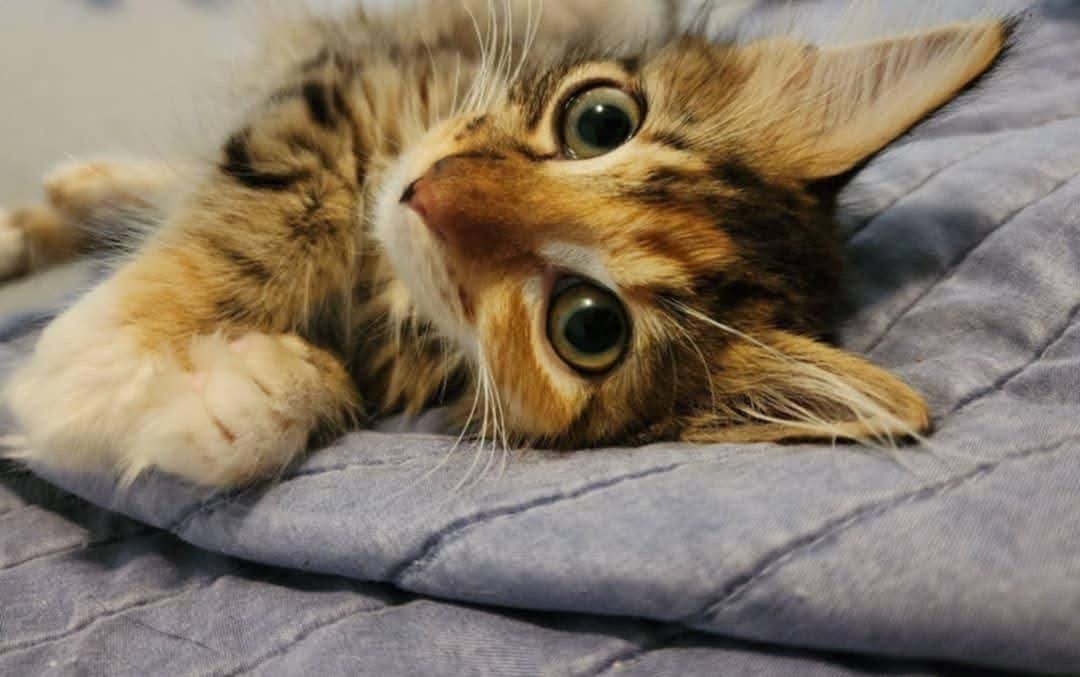 Carmen, an adoptable Domestic Medium Hair in Mililani, HI, 96789 | Photo Image 1