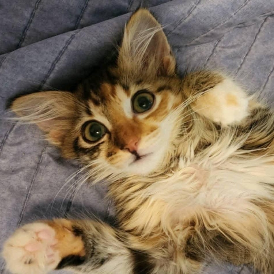 Carmen, an adoptable Domestic Medium Hair in Mililani, HI, 96789 | Photo Image 6