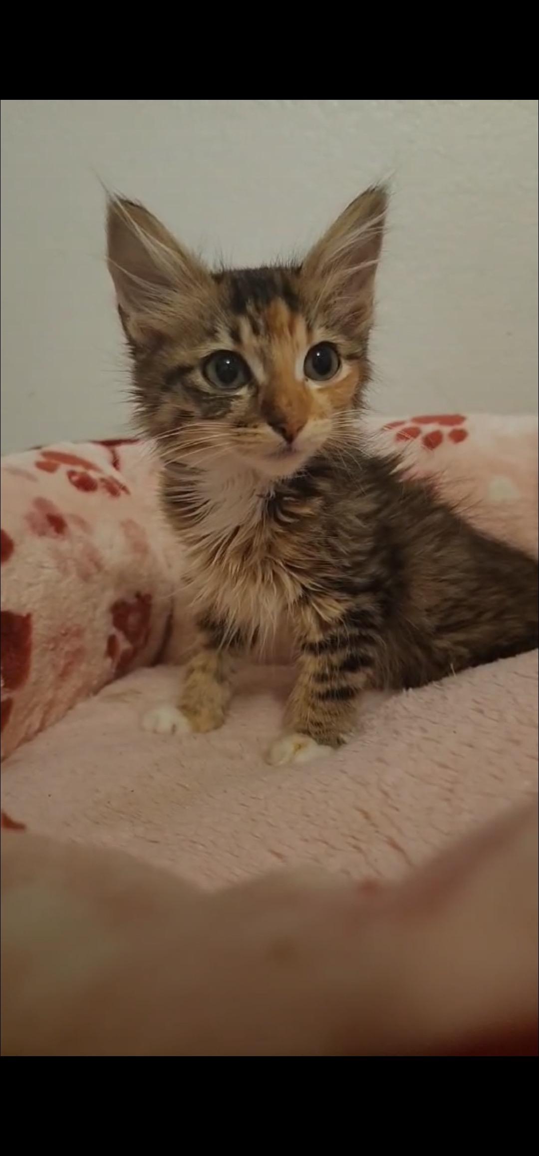 Carmen, an adoptable Domestic Medium Hair in Mililani, HI, 96789 | Photo Image 5