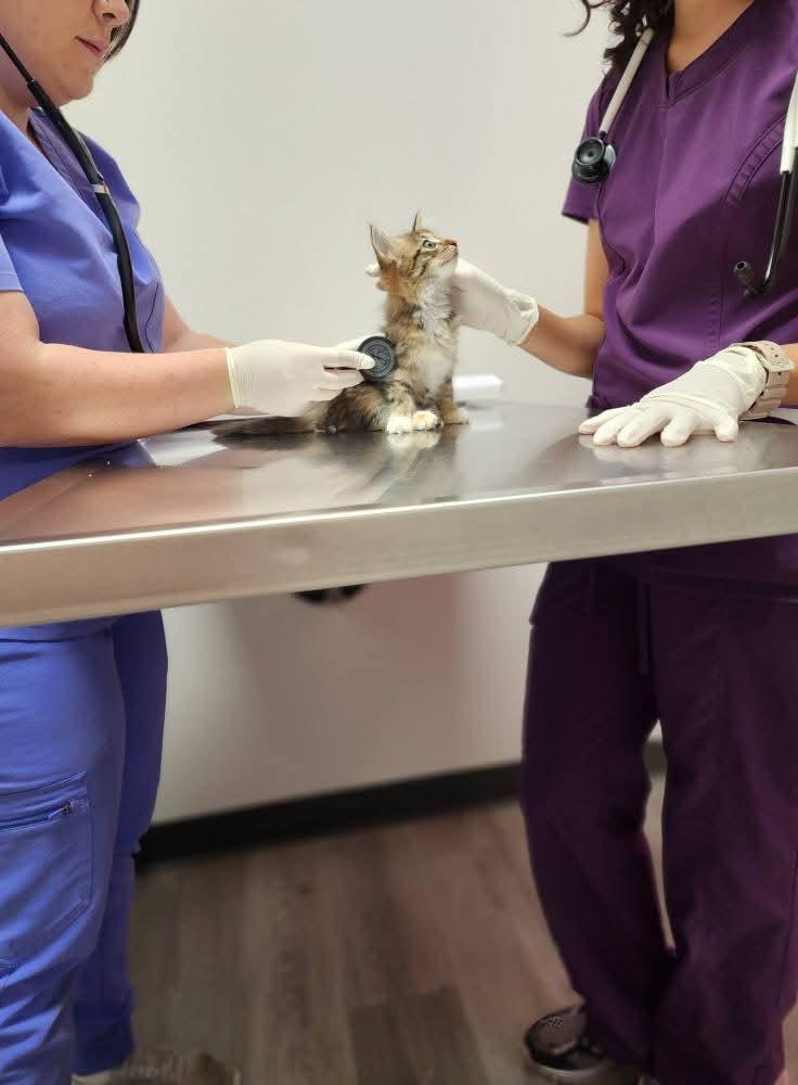 Carmen, an adoptable Domestic Medium Hair in Mililani, HI, 96789 | Photo Image 4