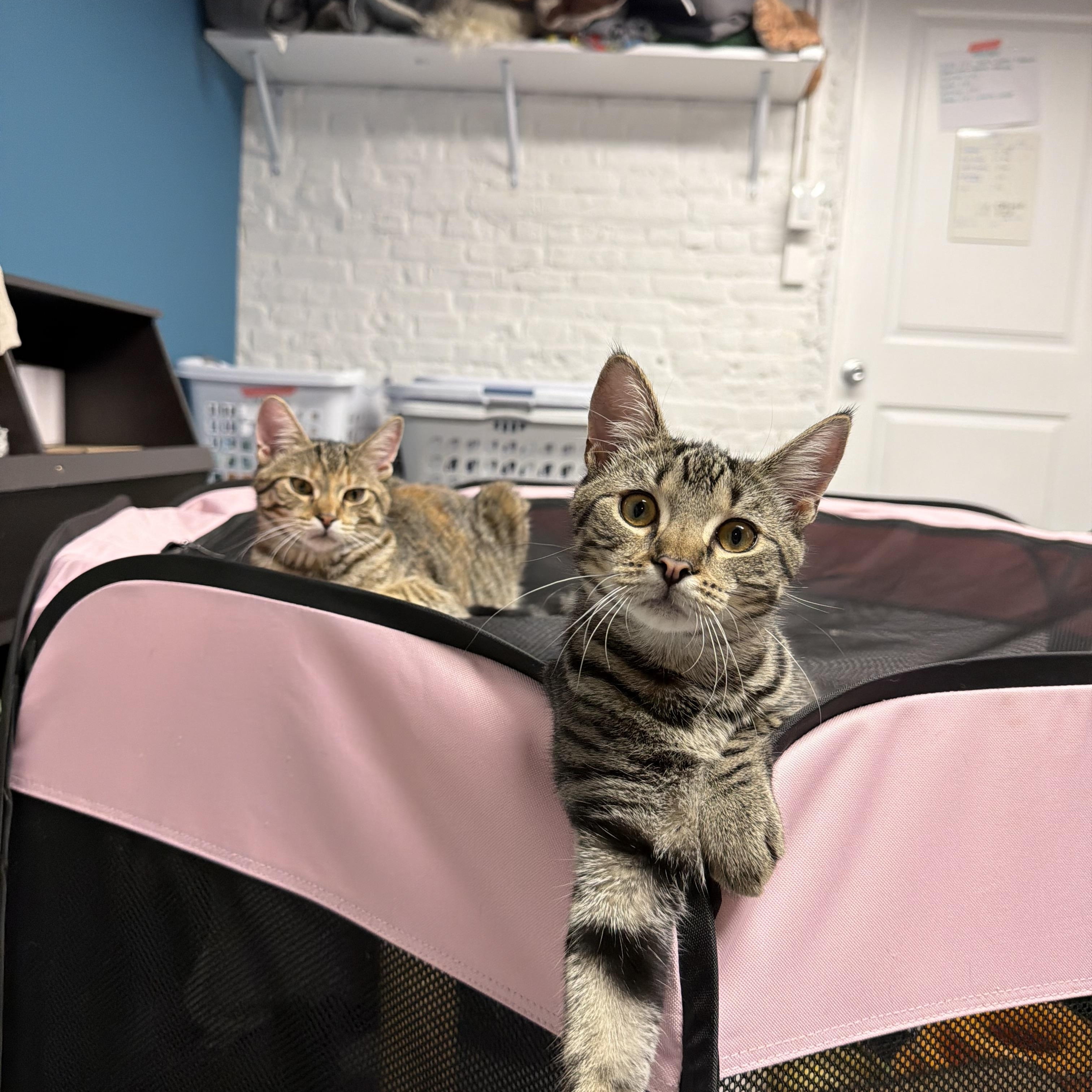 Enlarge Yoko, a Adopted American Shorthair in Highland Park, NJ image 4/5