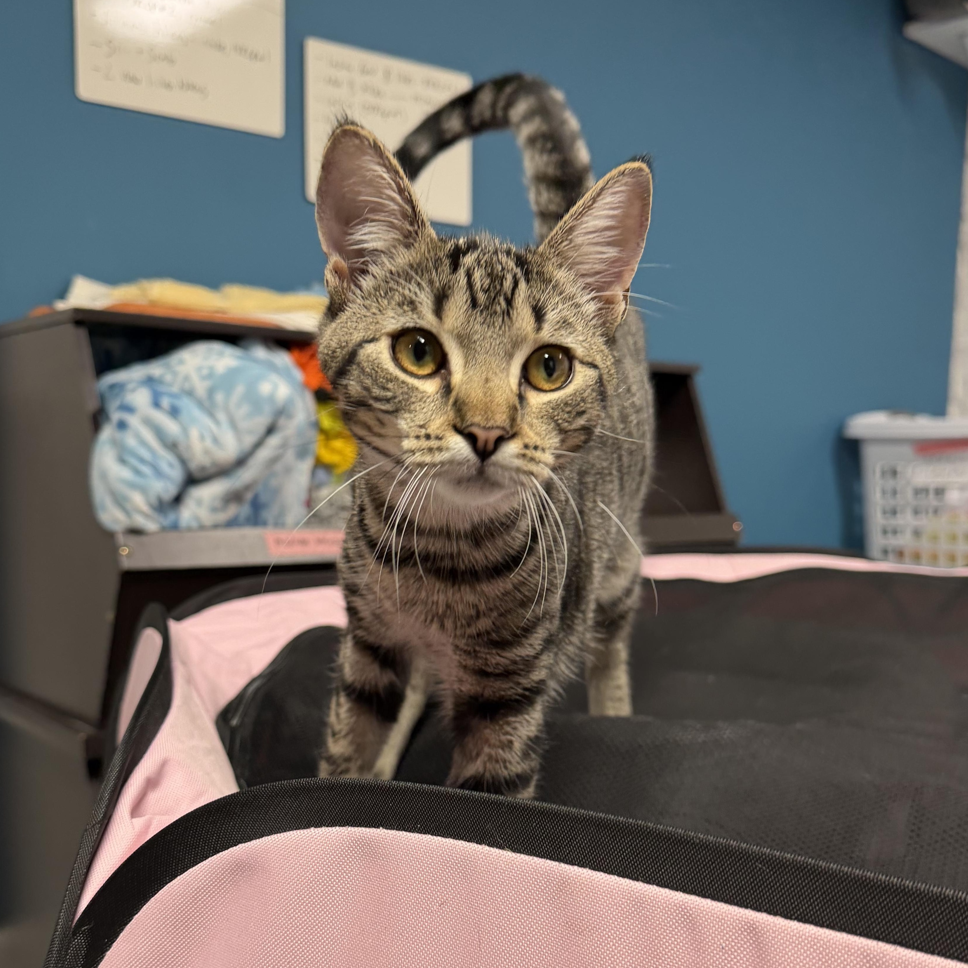 Yoko, Adopted, Kitten Female American Shorthair.