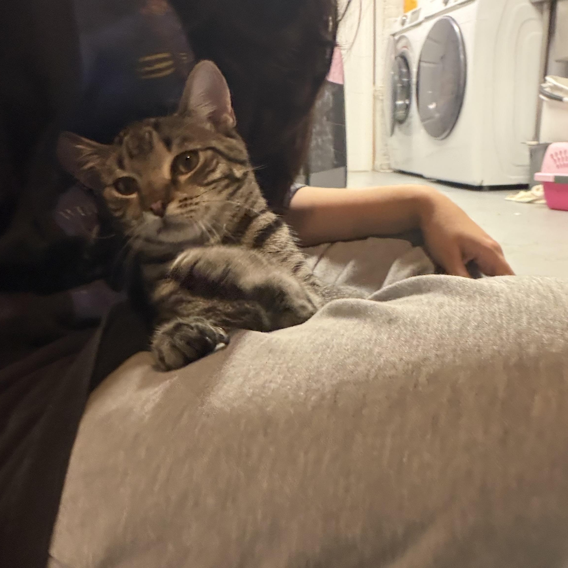 Enlarge Yoko, a Adopted American Shorthair in Highland Park, NJ image 5/5
