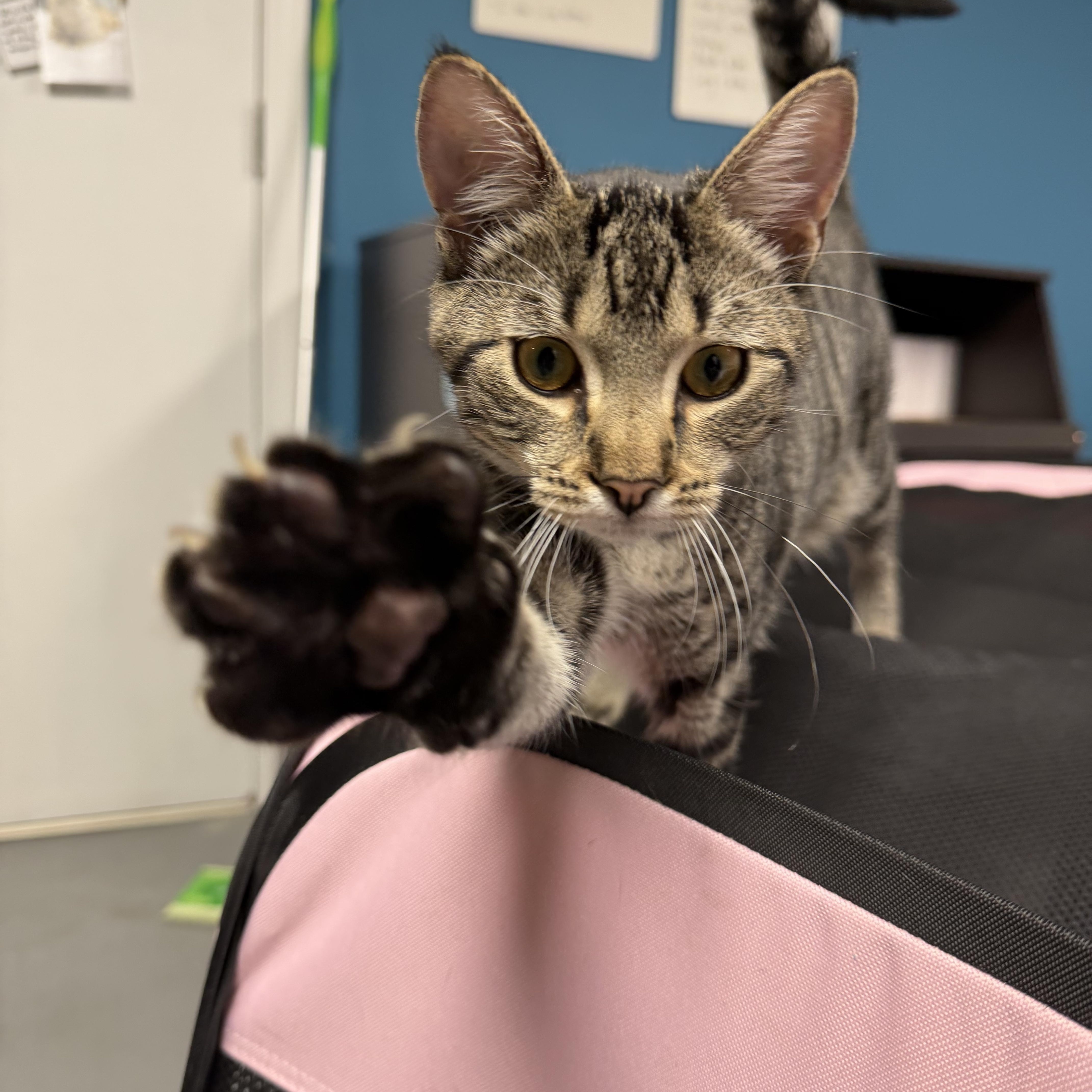 Enlarge Yoko, a Adopted American Shorthair in Highland Park, NJ image 3/5