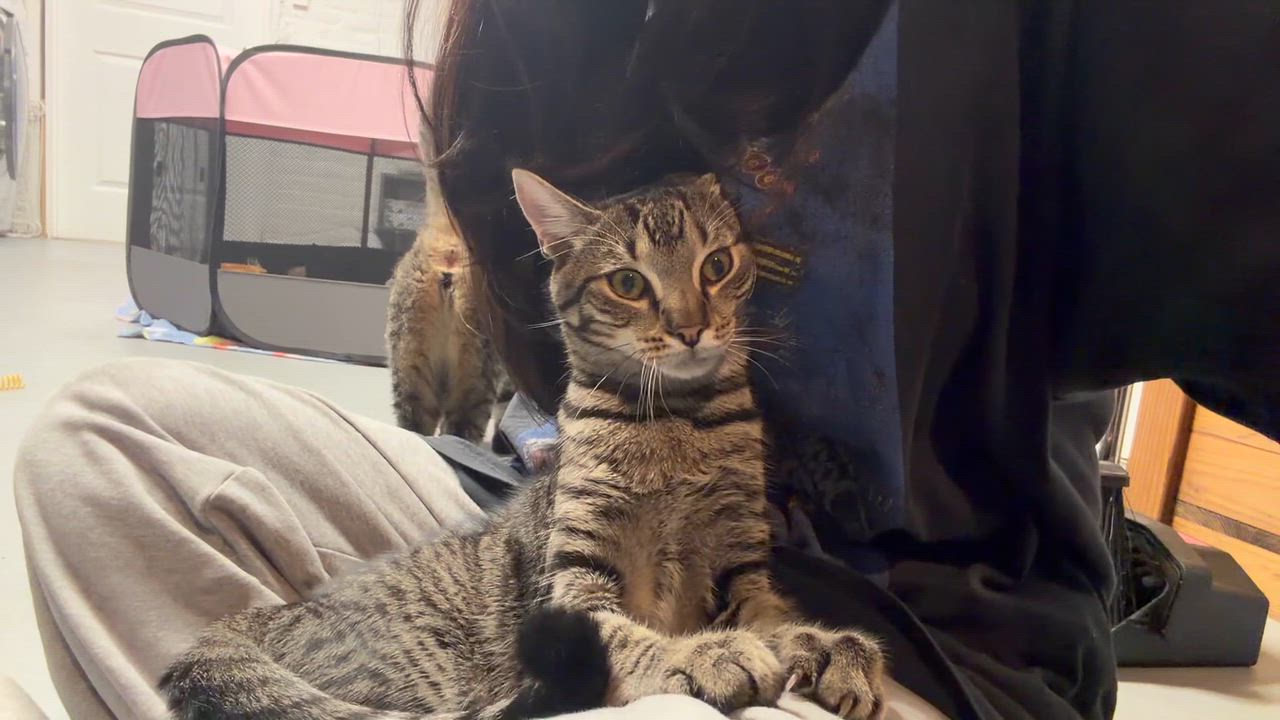 Enlarge Yoko, a Adopted American Shorthair in Highland Park, NJ video 2/5