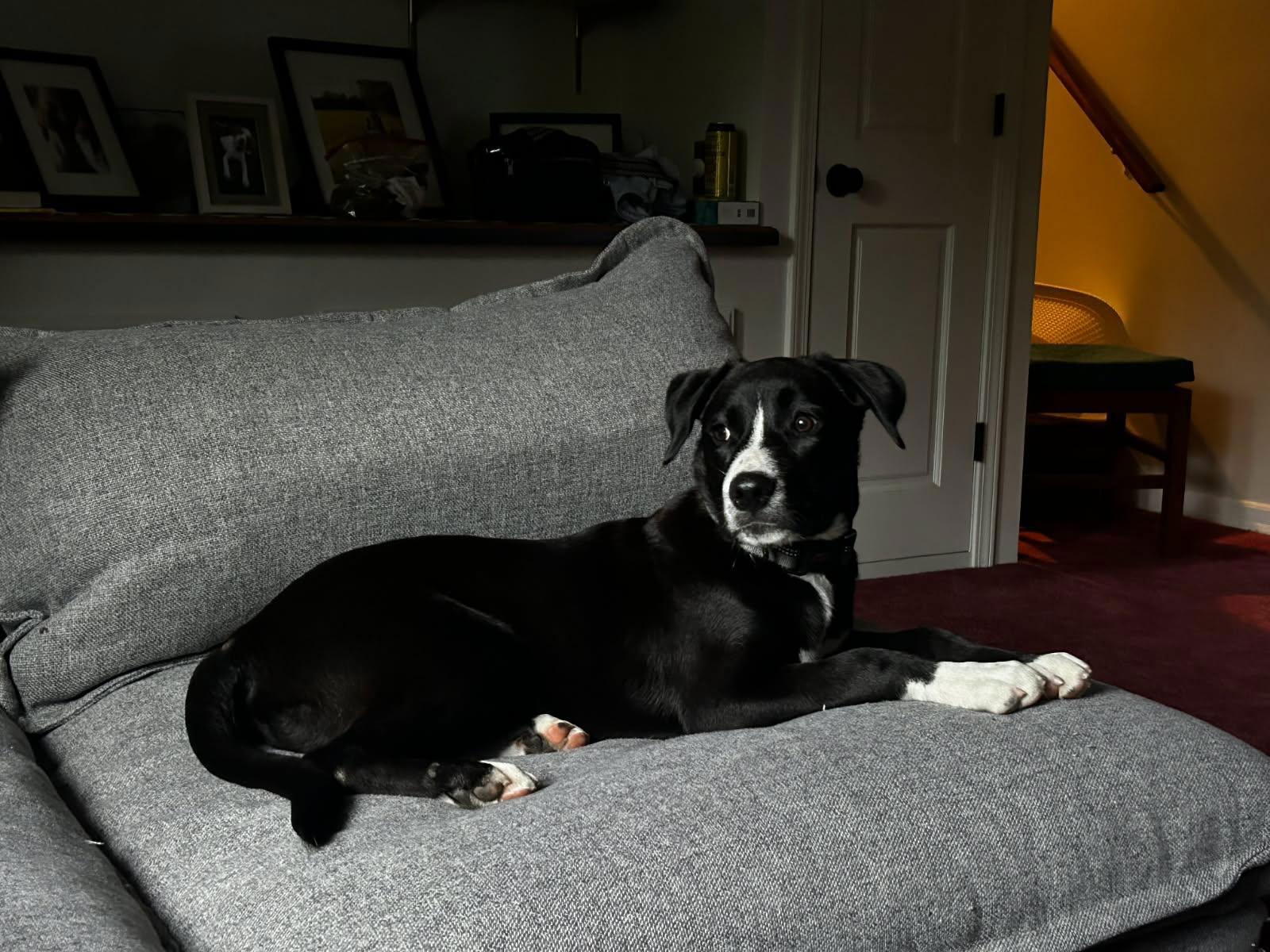 Ethan, Adopted, Young Male Labrador Retriever & American Bulldog.