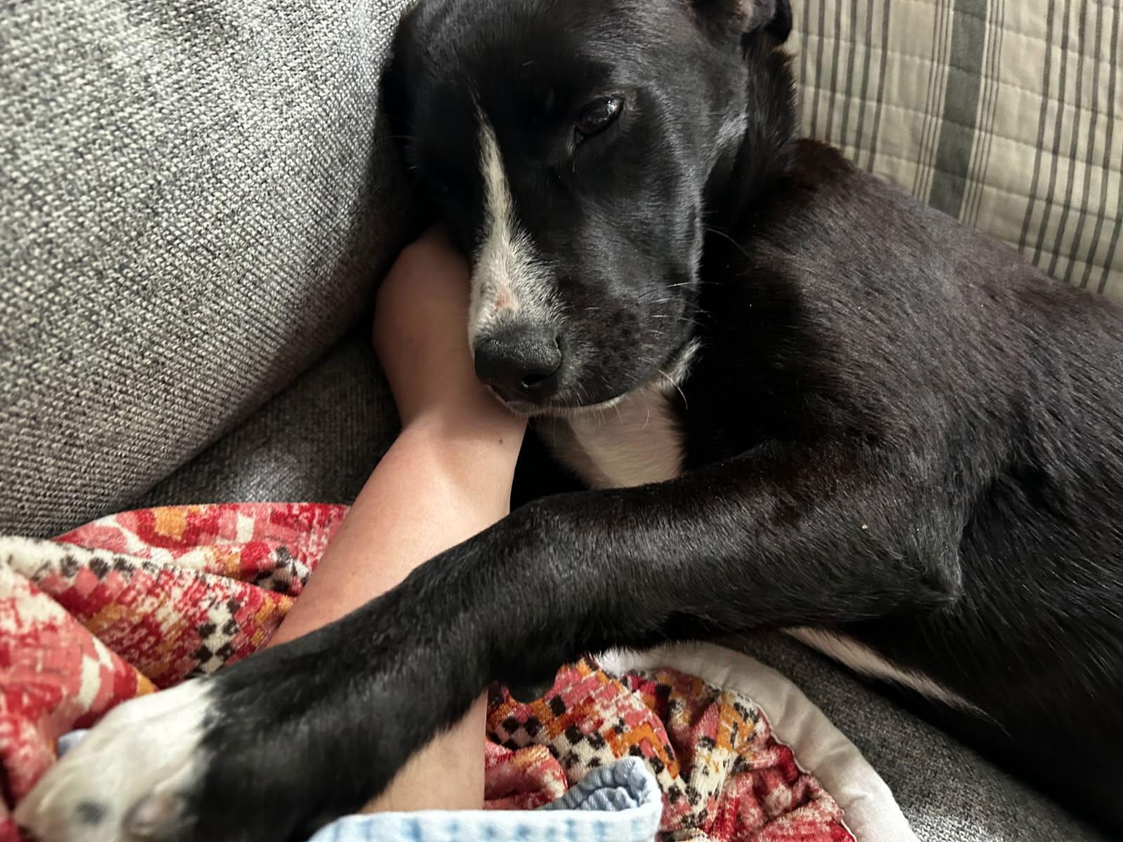 Enlarge Ethan, a Adopted mixed breed in Tarrytown, GA image 2/3