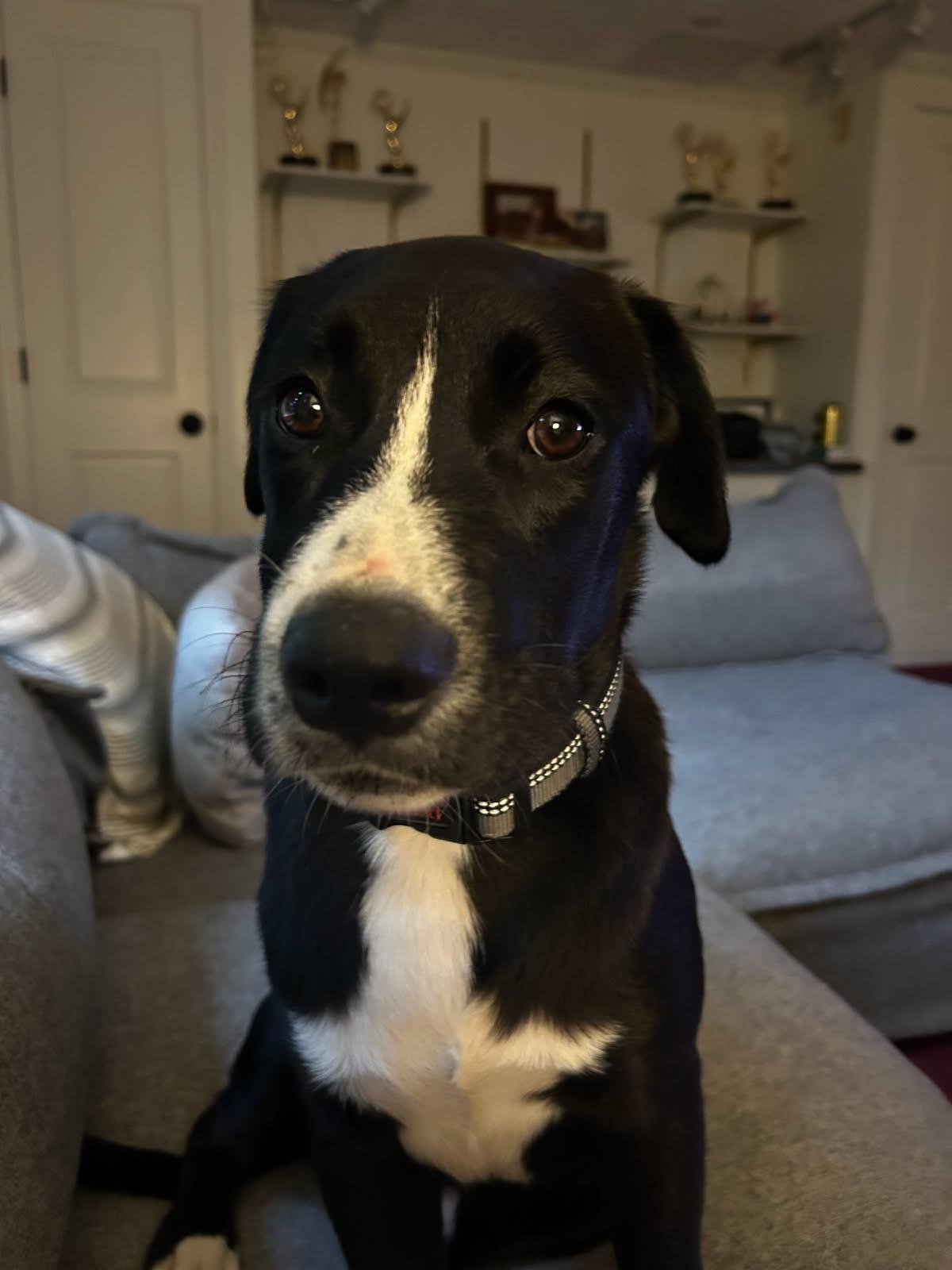 Enlarge Ethan, a Adopted mixed breed in Tarrytown, GA image 3/3