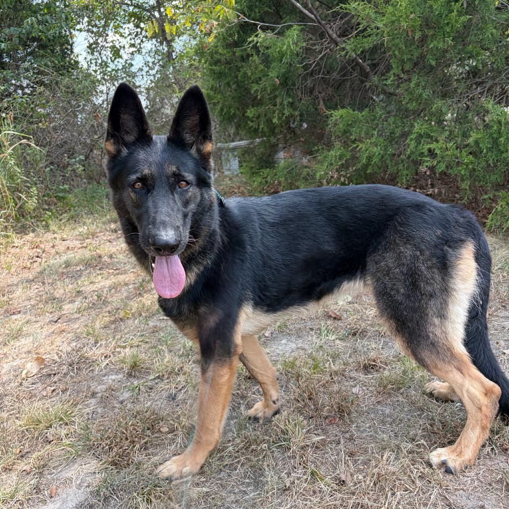 Indy, Adoptable, Adult Female German Shepherd Dog.