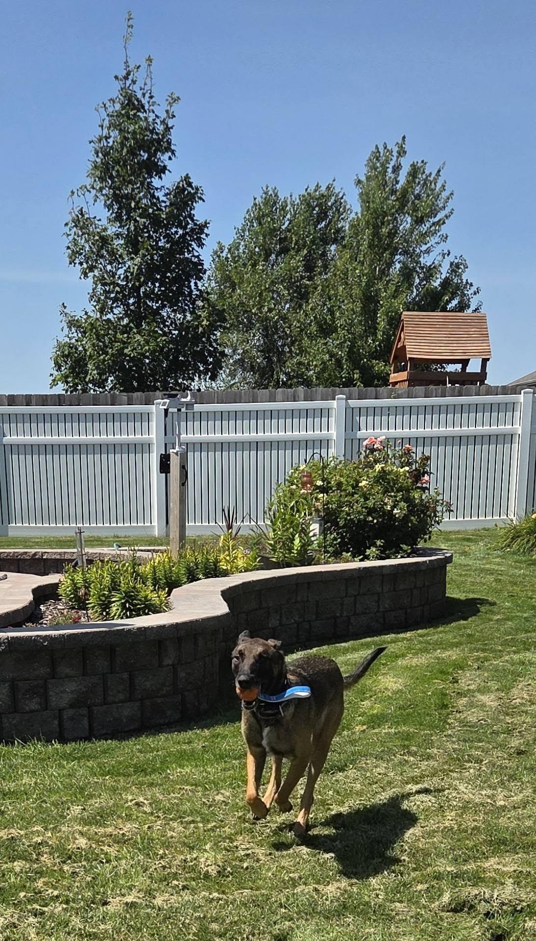 Enlarge Spyder, a Adopted Belgian Shepherd / Malinois in Gretna, NE image 1/3