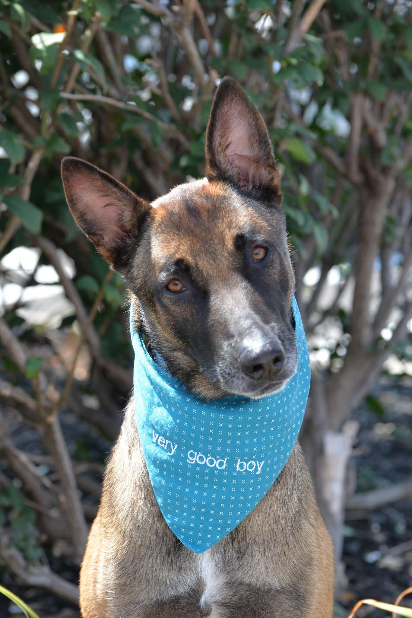 Enlarge Spyder, a Adopted Belgian Shepherd / Malinois in Gretna, NE image 2/3