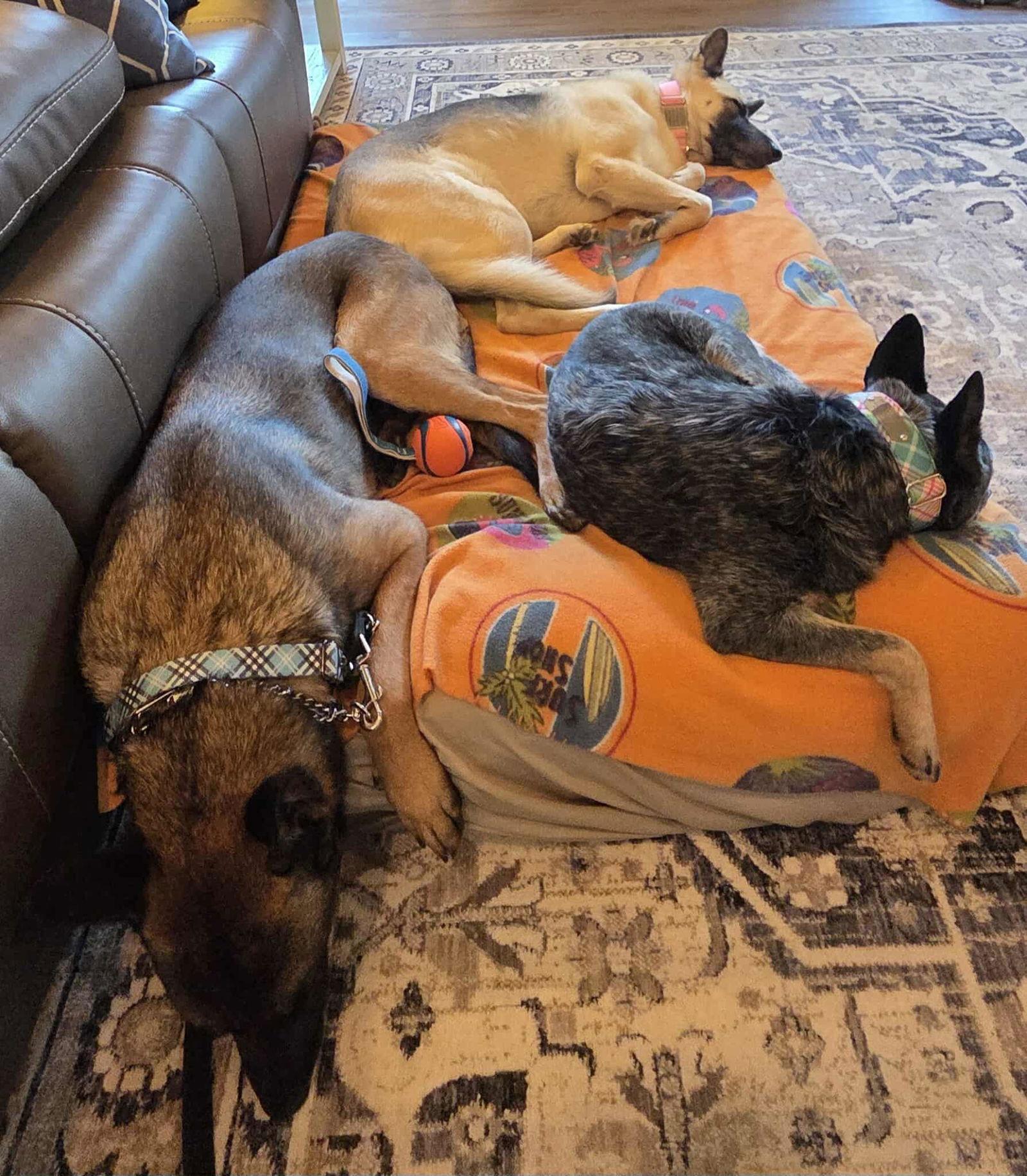 Enlarge Spyder, a Adopted Belgian Shepherd / Malinois in Gretna, NE image 3/3