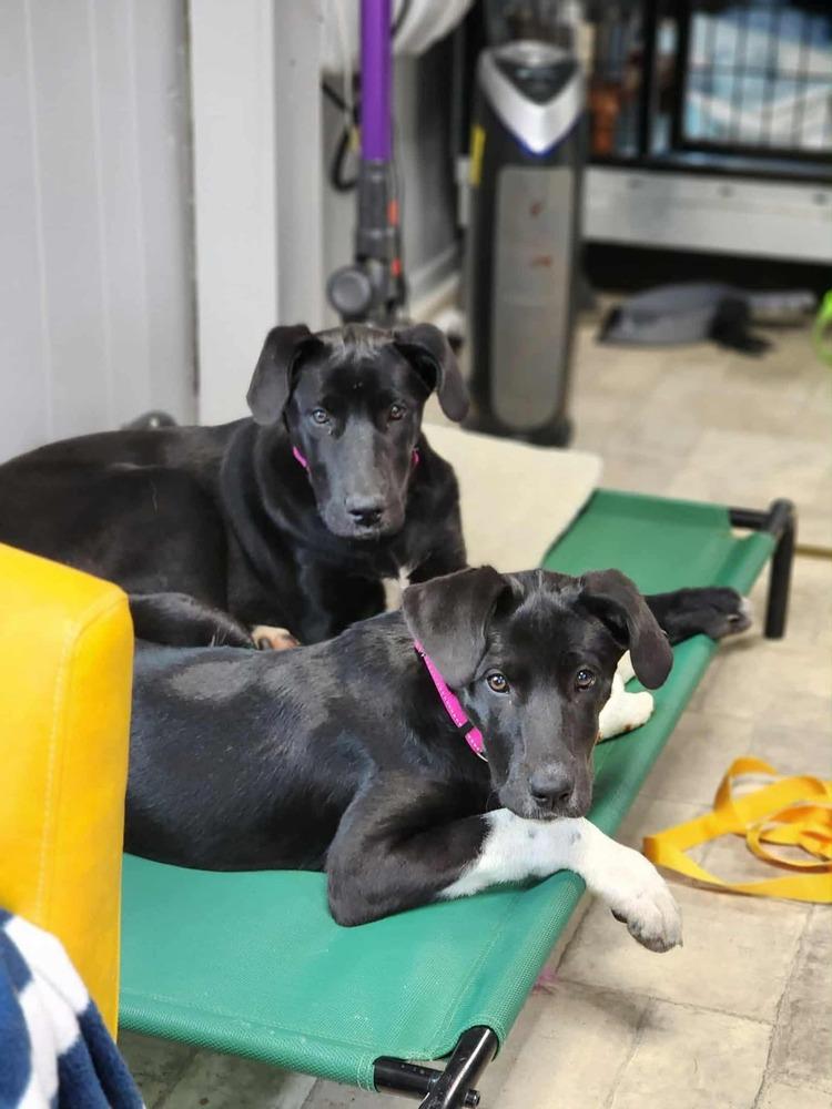 Wednesday, Adoptable, Puppy Female Labrador Retriever.