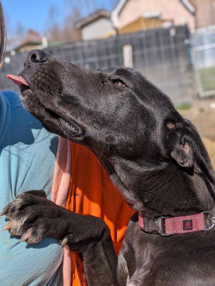 Enlarge Wednesday, a Adoptable mixed breed in Statesville, NC image 2/6