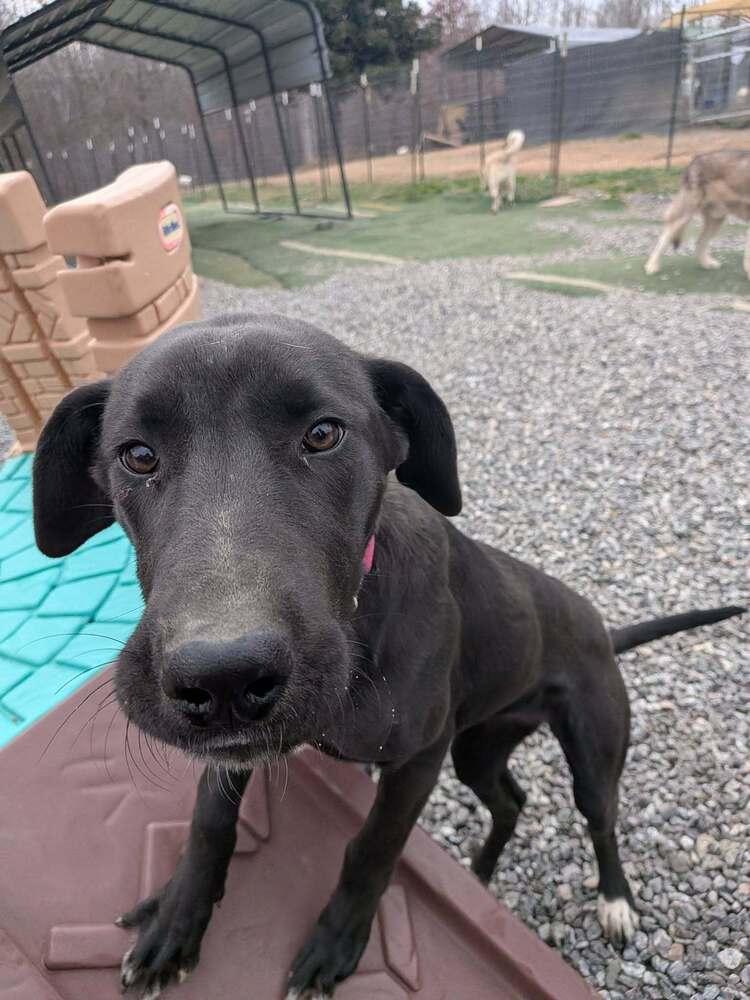 Enlarge Wednesday, a Adoptable mixed breed in Statesville, NC image 3/6