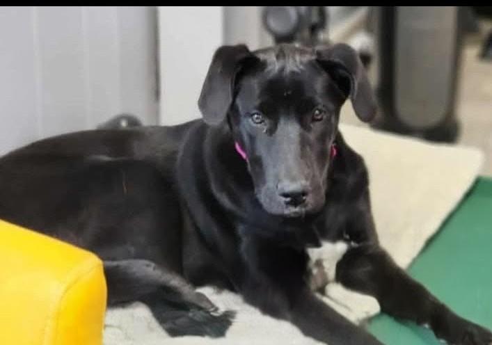 Wednesday, a Adoptable mixed breed in Statesville, NC image 2/2