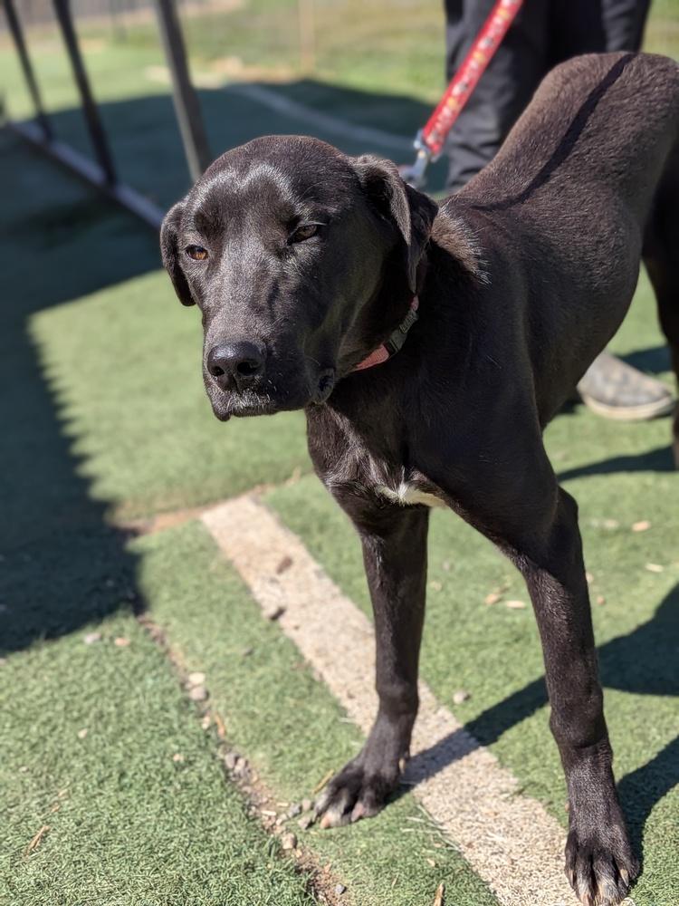 Enlarge Wednesday, a Adoptable mixed breed in Statesville, NC image 6/6