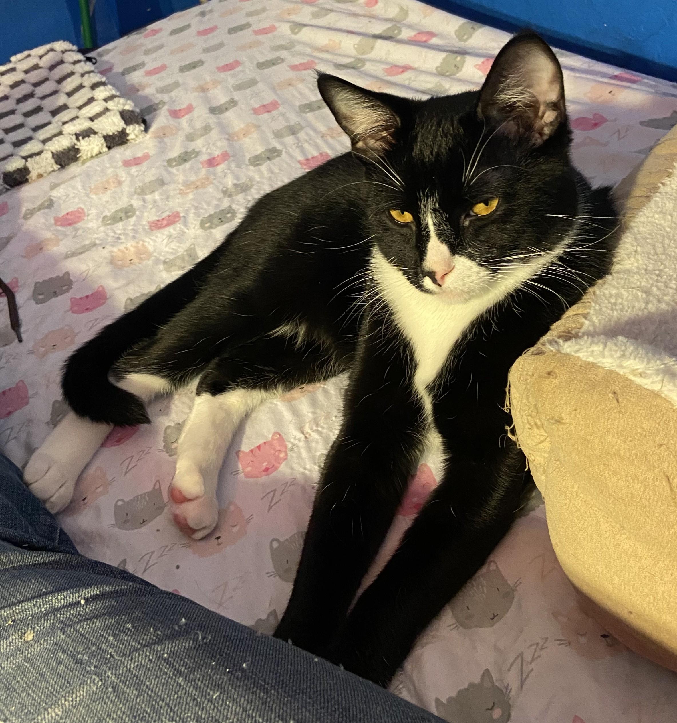 Gallant, a Adoptable Tuxedo in Tracy, CA image 2/6