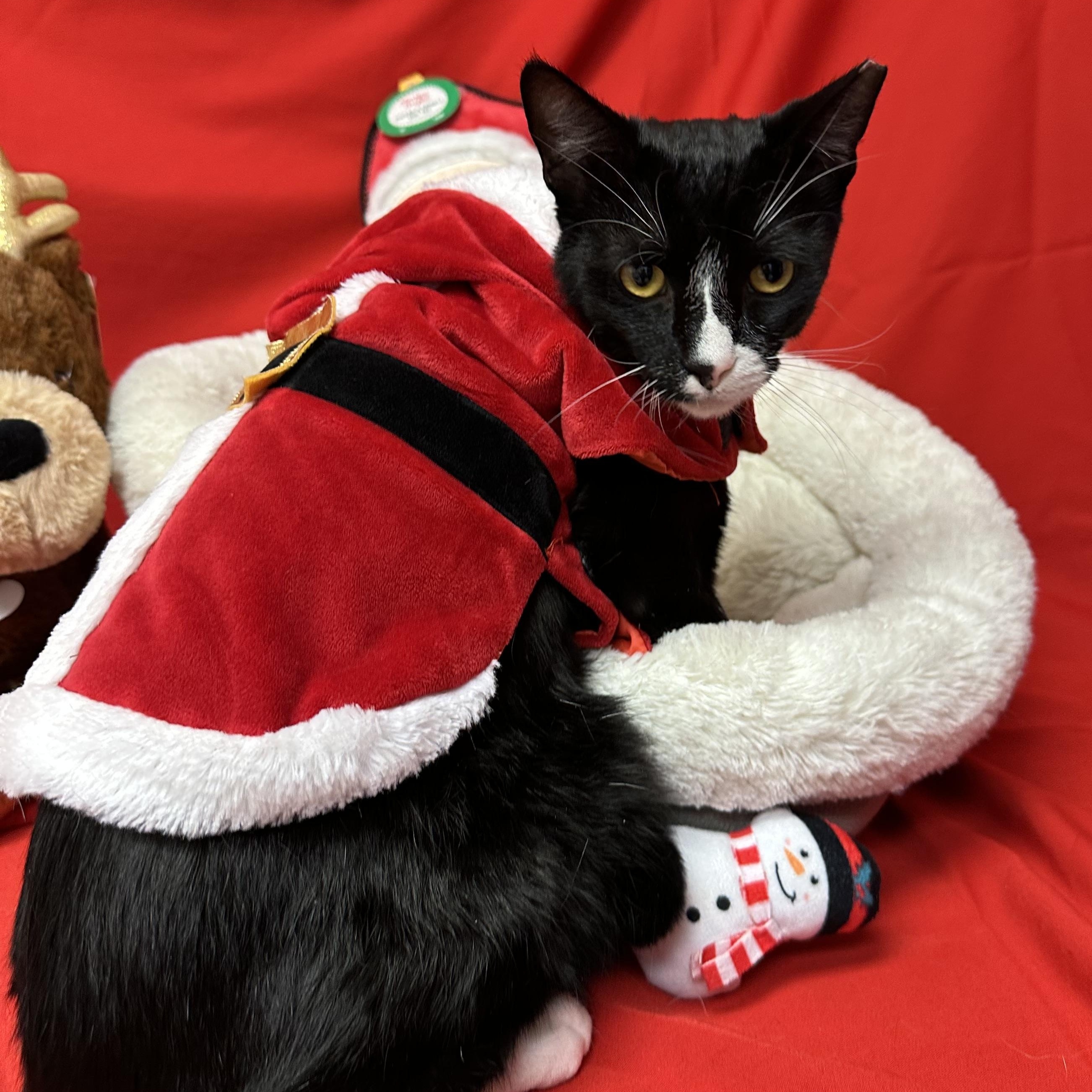 Gallant, Adoptable, Adult Male Tuxedo.