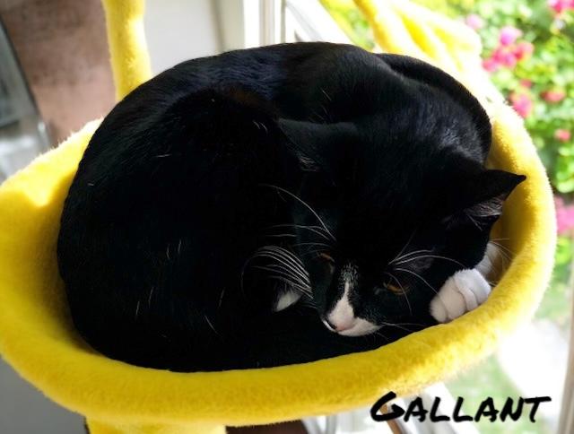 Gallant, a Adoptable Tuxedo in Tracy, CA image 3/6