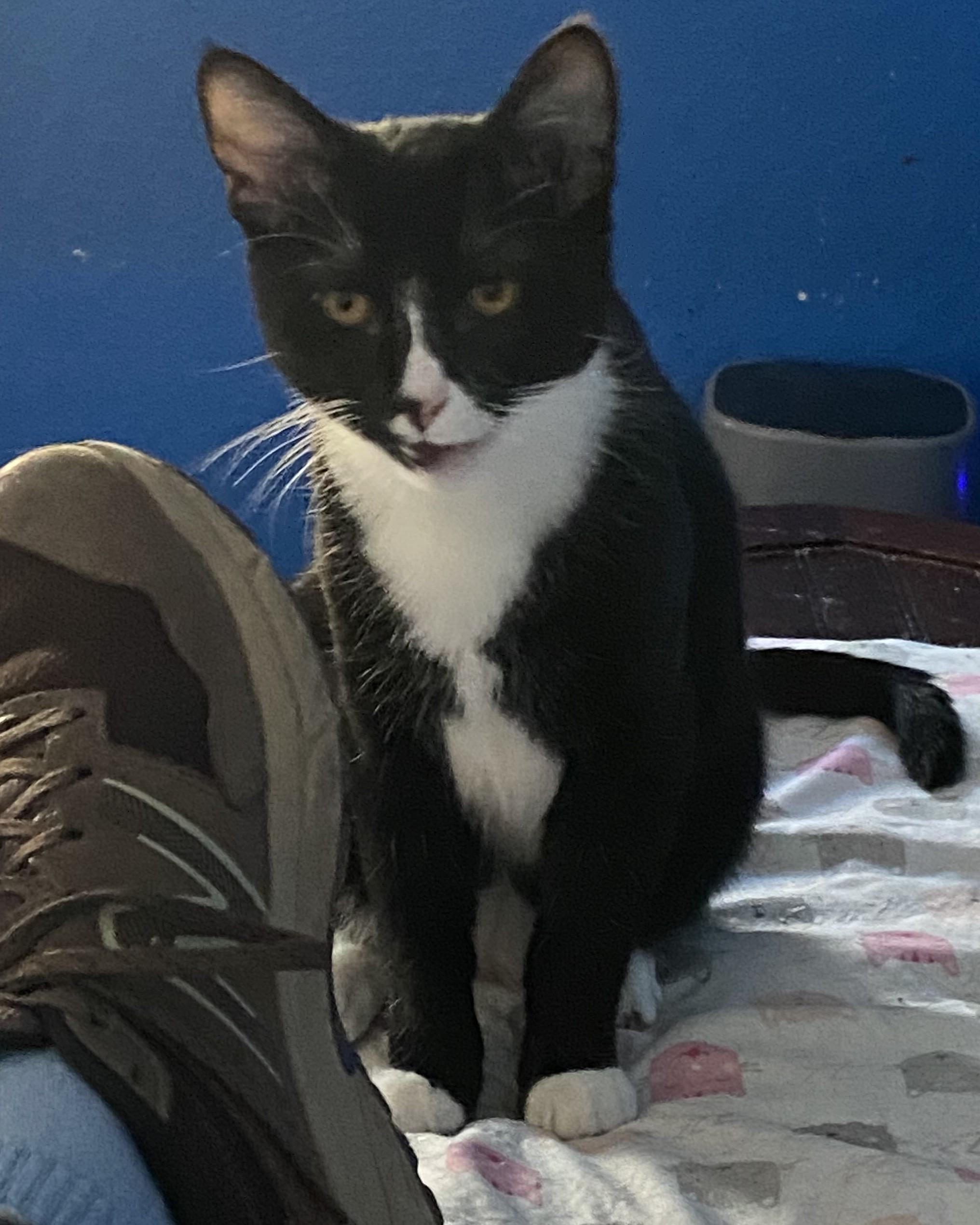 Gallant, a Adoptable Tuxedo in Tracy, CA image 4/6