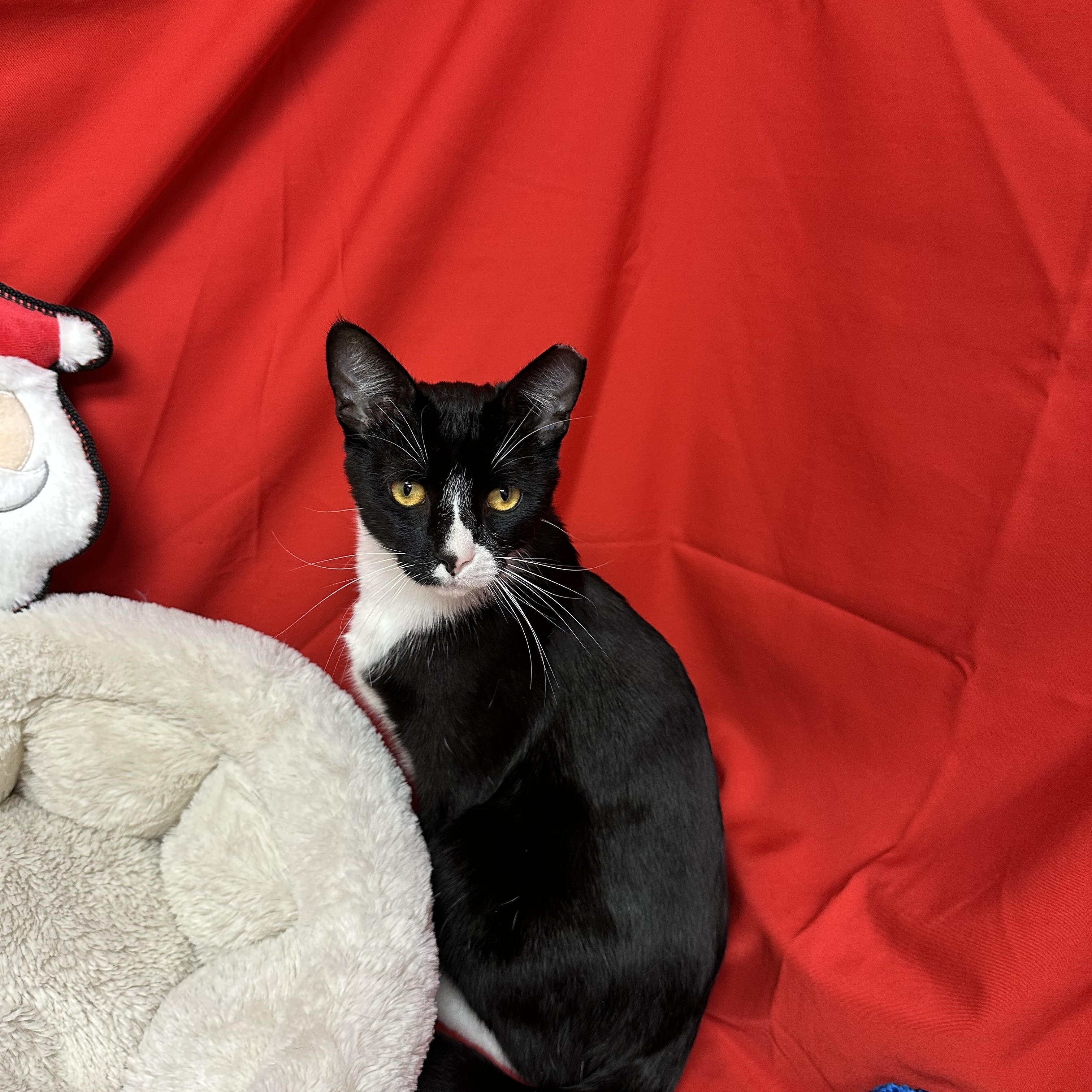 Gallant, a Adoptable Tuxedo in Tracy, CA image 6/6