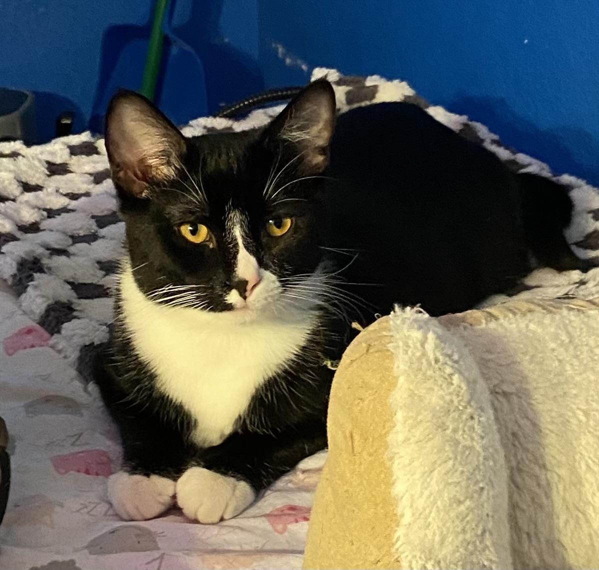 Gallant, a Adoptable Tuxedo in Tracy, CA image 5/6