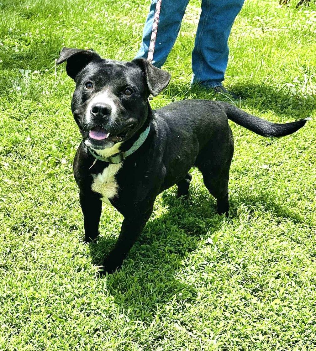 Dog for adoption Liza, a Pit Bull Terrier in Walthill, NE Petfinder