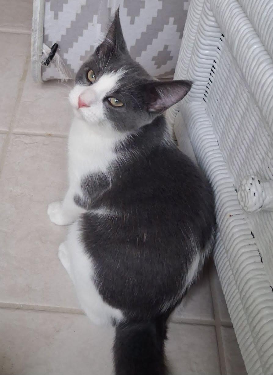 Enlarge Poppy, a Adoptable Domestic Short Hair in Greenville, NC image 5/5