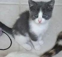 Poppy, an adoptable Domestic Short Hair in Greenville, NC image 3/6