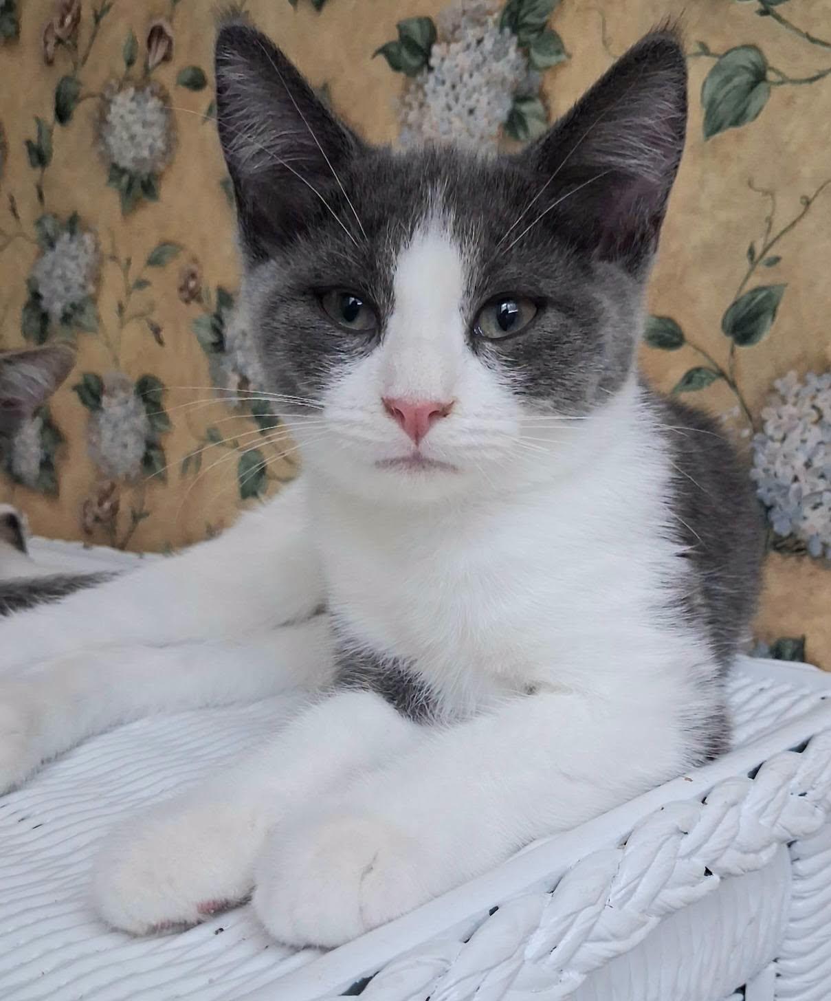 Poppy, adoptable, Kitten Female Domestic Short Hair.