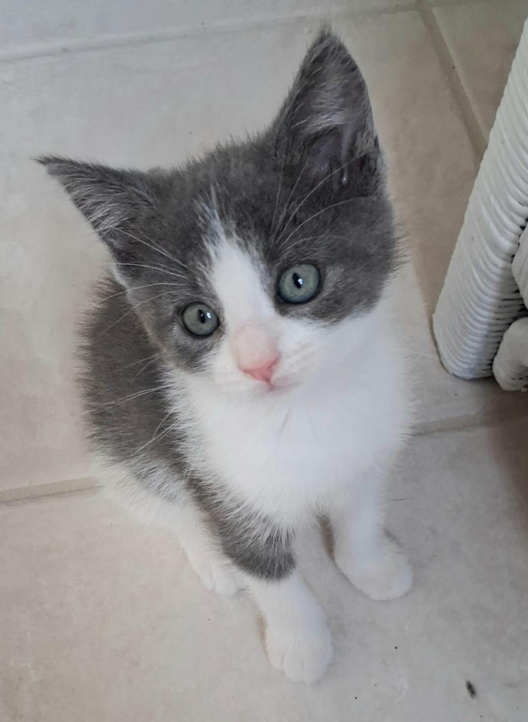 Poppy, an adoptable Domestic Short Hair in Greenville, NC image 4/6