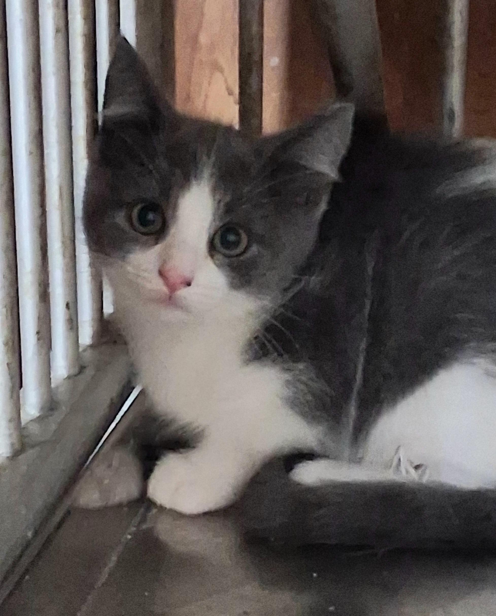 Poppy, an adoptable Domestic Short Hair in Greenville, NC image 5/6