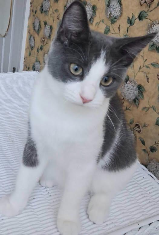 Poppy, Adoptable, Young Female Domestic Short Hair.