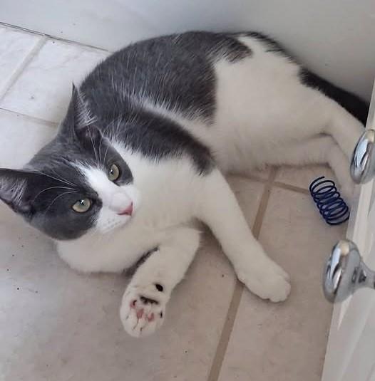 Poppy, Adoptable, Young Female Domestic Short Hair.