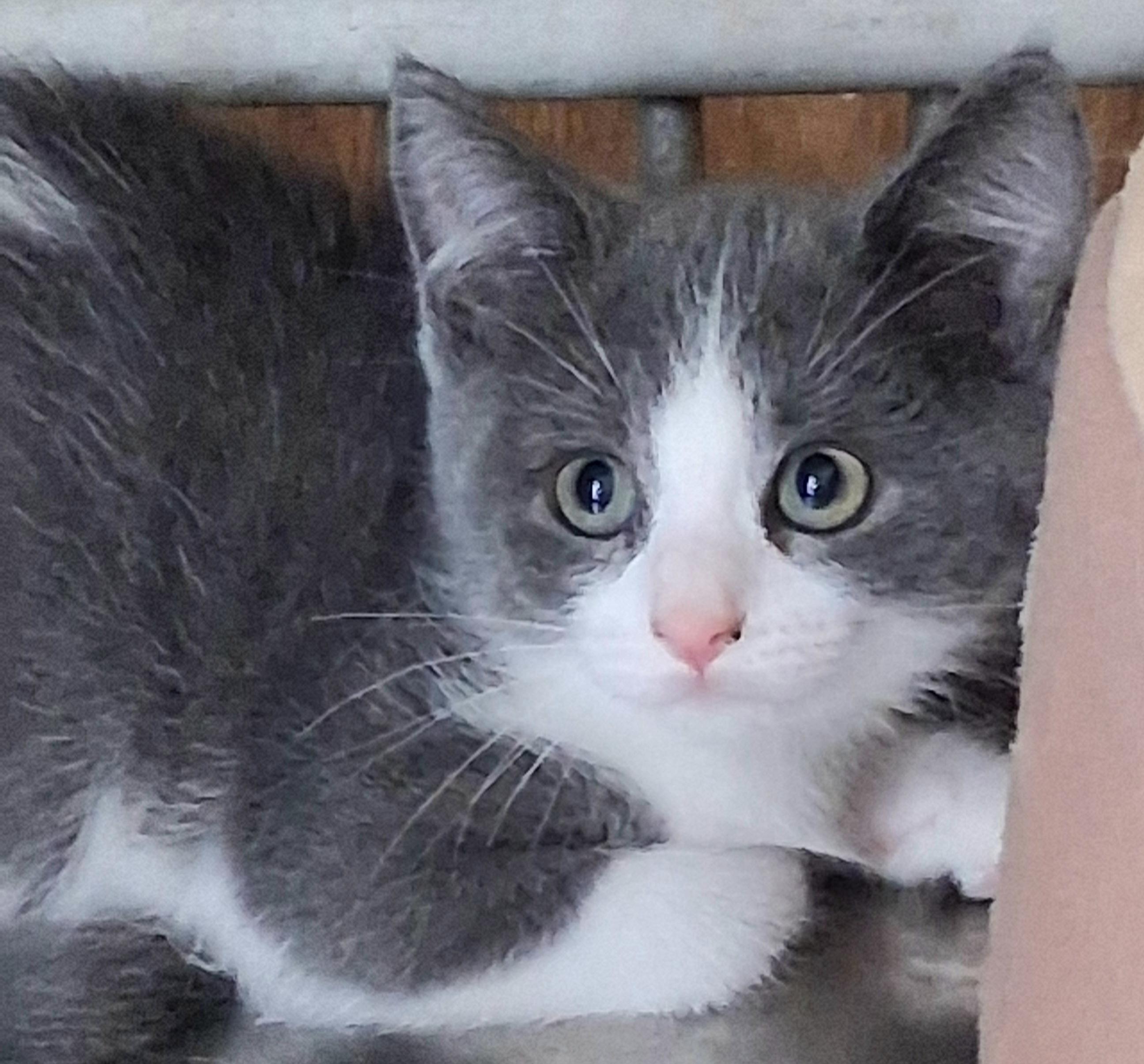 Poppy, an adoptable Domestic Short Hair in Greenville, NC image 2/6