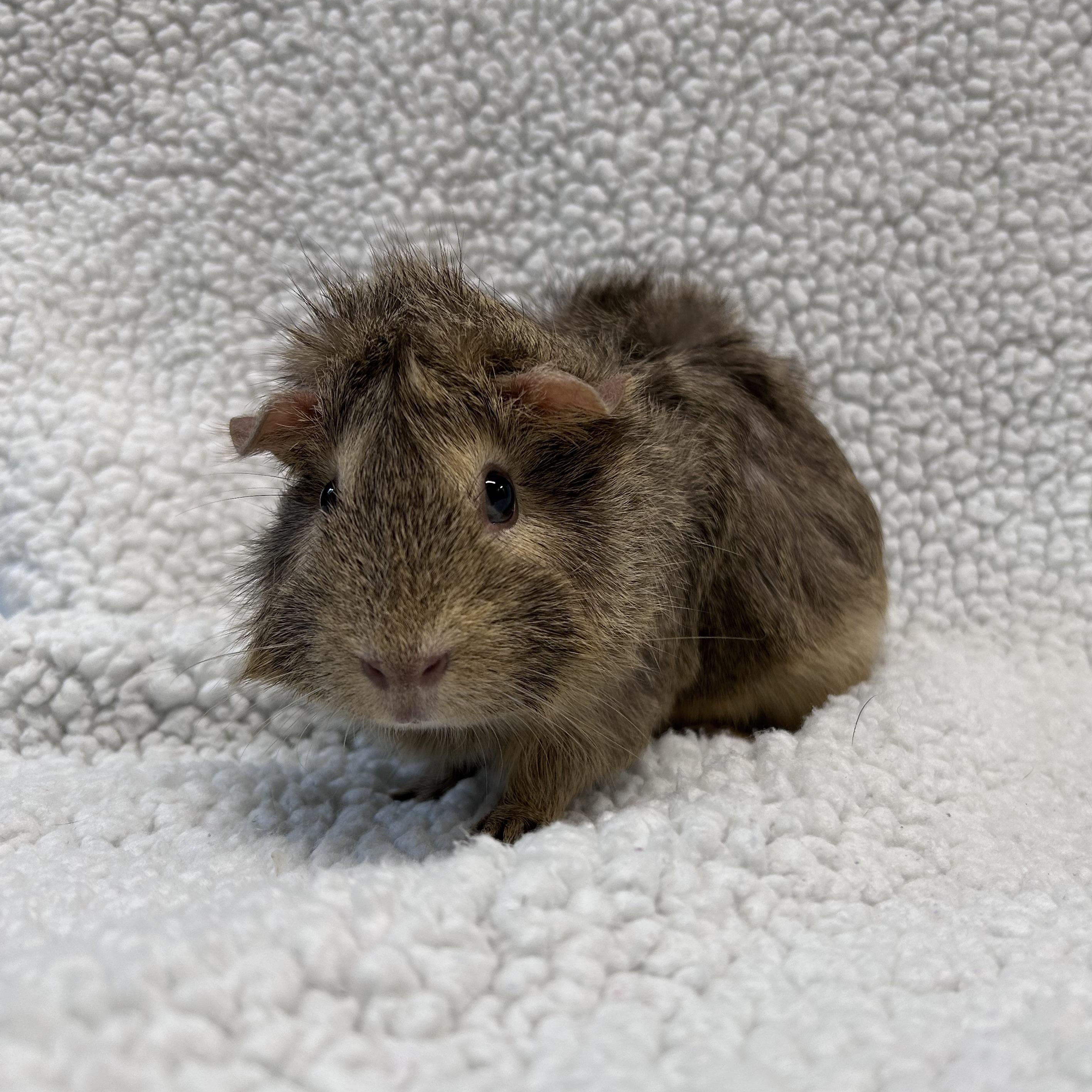 Squirrel photo 2