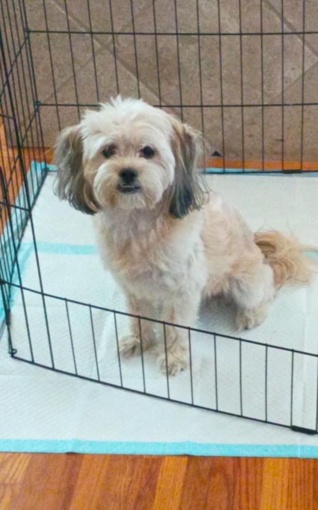 Enlarge Cleo , an adopted Shih Tzu in Los Angeles, CA image 3/4