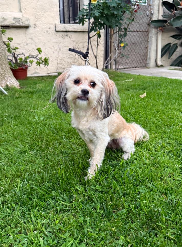Enlarge Cleo , an adopted Shih Tzu in Los Angeles, CA image 1/4